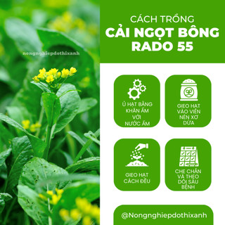 Hạt Giống Cải Ngọt Bông RADO 55 (Gói 20g~6000 Hạt) Rạng Đông, Trồng Quanh Năm – [Cải Ngồng]