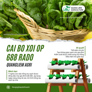 Hạt Giống Cải Bó Xôi OP RADO 688 (Gói 20g~2800 Hạt) Rạng Đông, Chịu Nhiệt Tốt, Dễ Gieo Trồng