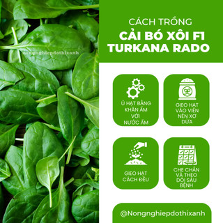 Hạt Giống Cải Bó Xôi F1 RADO Turkana (Gói 5g~600 Hạt) Rạng Đông, Xanh Mướt, Năng Suất Cao