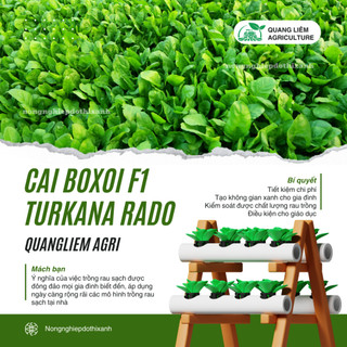 Hạt Giống Cải Bó Xôi F1 RADO Turkana (Gói 5g~600 Hạt) Rạng Đông, Xanh Mướt, Năng Suất Cao