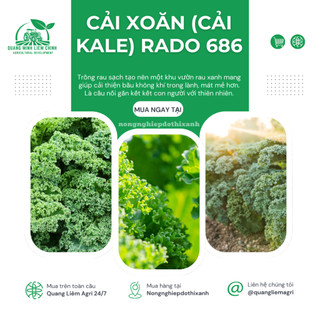 Hạt Giống Cải Xoăn (Cải Kale) RADO 686 (5g~500 Hạt) Rạng Đông, Giàu Chất Dinh Dưỡng, Xanh Mướt