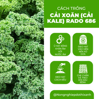 Hạt Giống Cải Xoăn (Cải Kale) RADO 686 (5g~500 Hạt) Rạng Đông, Giàu Chất Dinh Dưỡng, Xanh Mướt