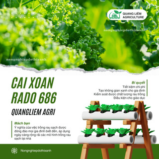 Hạt Giống Cải Xoăn (Cải Kale) RADO 686 (5g~500 Hạt) Rạng Đông, Giàu Chất Dinh Dưỡng, Xanh Mướt