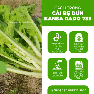 Hạt Giống Cải Bẹ Dún Kansa RADO 733 (Gói 20g~3500 Hạt) Rạng Đông, Chịu Nhiệt Tốt, Ít Sâu Bệnh