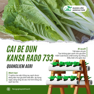 Hạt Giống Cải Bẹ Dún Kansa RADO 733 (Gói 20g~3500 Hạt) Rạng Đông, Chịu Nhiệt Tốt, Ít Sâu Bệnh