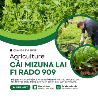 Hạt Giống Cải Mizuna Kyoto 909 (Gói 5g~300 Hạt) Rạng Đông, Trồng Quanh Năm, Giống Cải Thơm