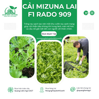 Hạt Giống Cải Mizuna Kyoto 909 (Gói 5g~300 Hạt) Rạng Đông, Trồng Quanh Năm, Giống Cải Thơm