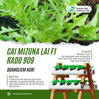 Hạt Giống Cải Mizuna Kyoto 909 (Gói 5g~300 Hạt) Rạng Đông, Trồng Quanh Năm, Giống Cải Thơm