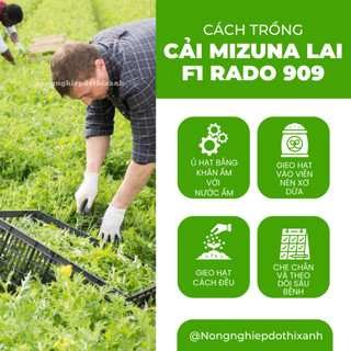 Hạt Giống Cải Mizuna Kyoto 909 (Gói 5g~300 Hạt) Rạng Đông, Trồng Quanh Năm, Giống Cải Thơm