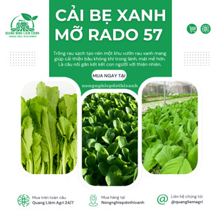 Hạt Giống Cải Bẹ Xanh Mỡ Rado 57 (20g~2000 Hạt) Rạng Đông, Chịu Nhiệt Tốt, Nảy Mầm Nhanh