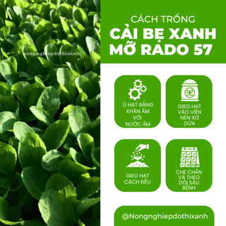 Hạt Giống Cải Bẹ Xanh Mỡ Rado 57 (20g~2000 Hạt) Rạng Đông, Chịu Nhiệt Tốt, Nảy Mầm Nhanh