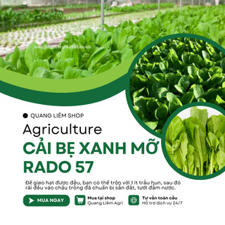 Hạt Giống Cải Bẹ Xanh Mỡ Rado 57 (20g~2000 Hạt) Rạng Đông, Chịu Nhiệt Tốt, Nảy Mầm Nhanh