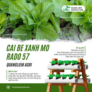 Hạt Giống Cải Bẹ Xanh Mỡ Rado 57 (20g~2000 Hạt) Rạng Đông, Chịu Nhiệt Tốt, Nảy Mầm Nhanh