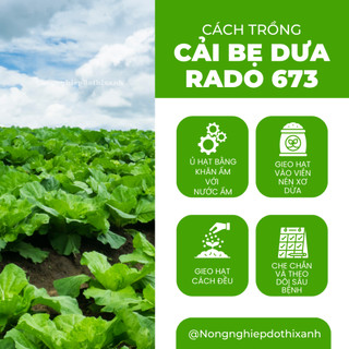 Hạt Giống Cải Bẹ Dưa Rado 673 (Gói 20g~4000 Hạt) Rạng Đông, Bắp To, Sinh Trưởng Mạnh