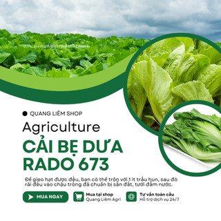 Hạt Giống Cải Bẹ Dưa Rado 673 (Gói 20g~4000 Hạt) Rạng Đông, Bắp To, Sinh Trưởng Mạnh