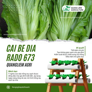 Hạt Giống Cải Bẹ Dưa Rado 673 (Gói 20g~4000 Hạt) Rạng Đông, Bắp To, Sinh Trưởng Mạnh