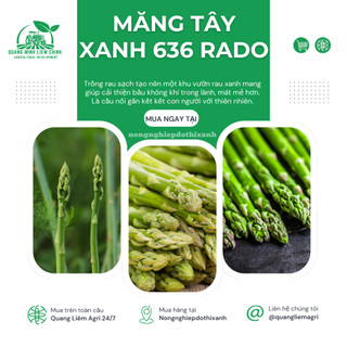 Hạt Giống Măng Tây Xanh Rado 636 (Gói 0,5g~25 Hạt) Rạng Đông, Nảy Mầm Tốt, Giòn, Ngọt