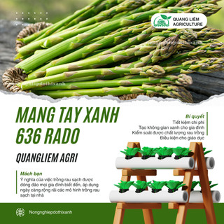 Hạt Giống Măng Tây Xanh Rado 636 (Gói 0,5g~25 Hạt) Rạng Đông, Nảy Mầm Tốt, Giòn, Ngọt