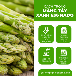 Hạt Giống Măng Tây Xanh Rado 636 (Gói 0,5g~25 Hạt) Rạng Đông, Nảy Mầm Tốt, Giòn, Ngọt