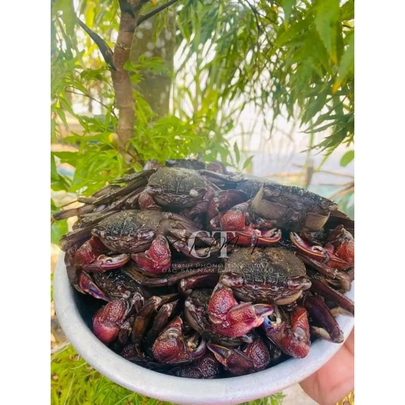 Ba khía nguyên con vùng sông nước Năm Căn Cà Mau - Đặc Sản Năm Căn Cà Mau - 1keo 1kg