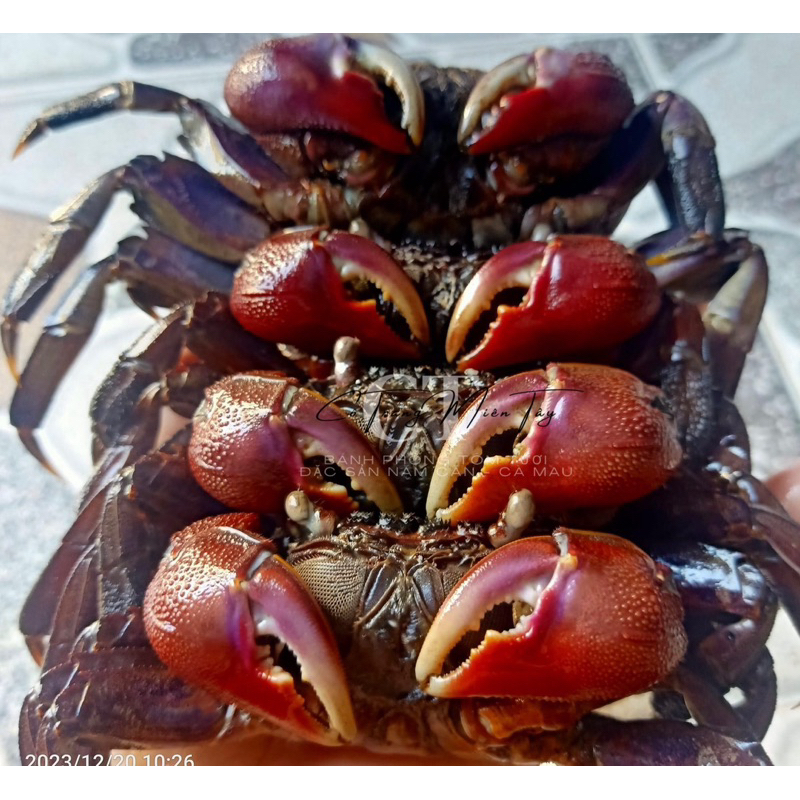 Ba khía nguyên con vùng sông nước Năm Căn Cà Mau - Đặc Sản Năm Căn Cà Mau - 1keo 1kg
