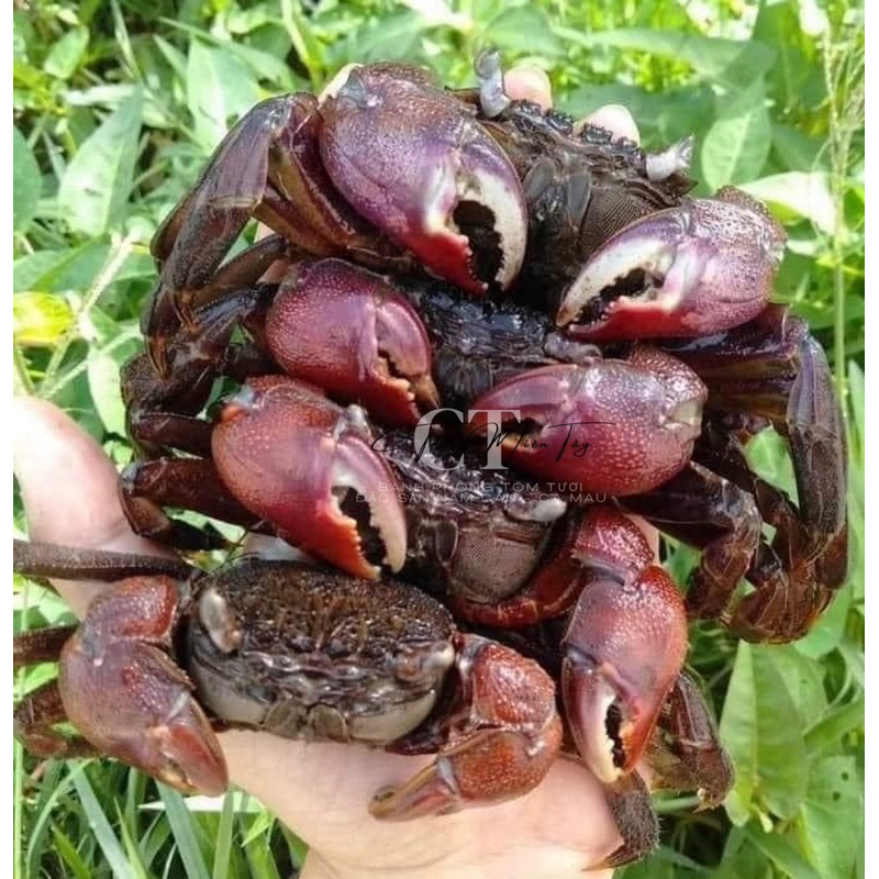 Ba khía nguyên con vùng sông nước Năm Căn Cà Mau - Đặc Sản Năm Căn Cà Mau - 1keo 1kg