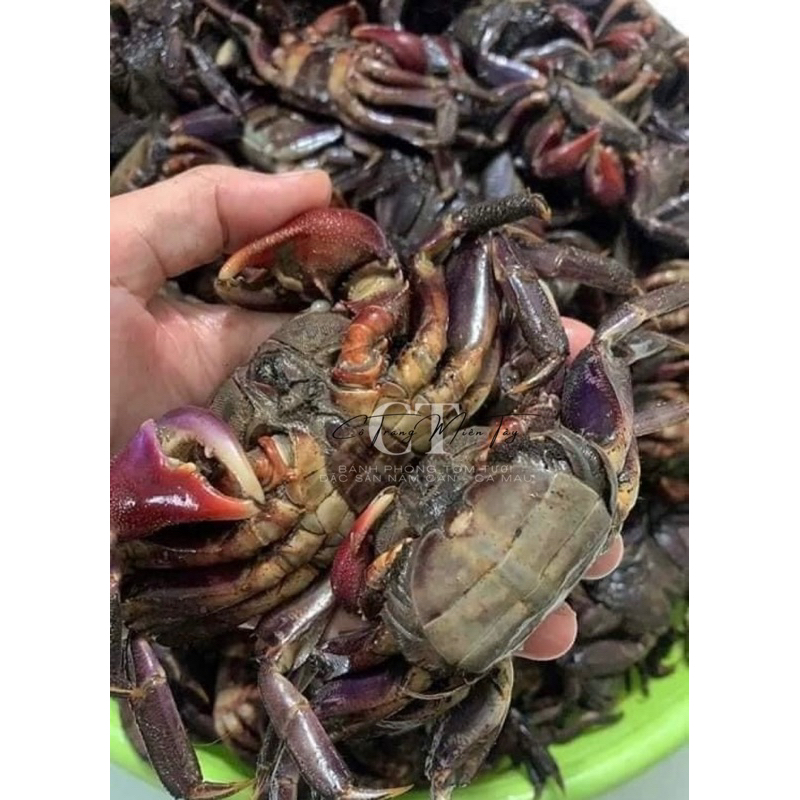 Ba khía nguyên con vùng sông nước Năm Căn Cà Mau - Đặc Sản Năm Căn Cà Mau - 1keo 1kg