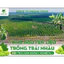 Nước cốt Nhàu nguyên chất Phong Thảo