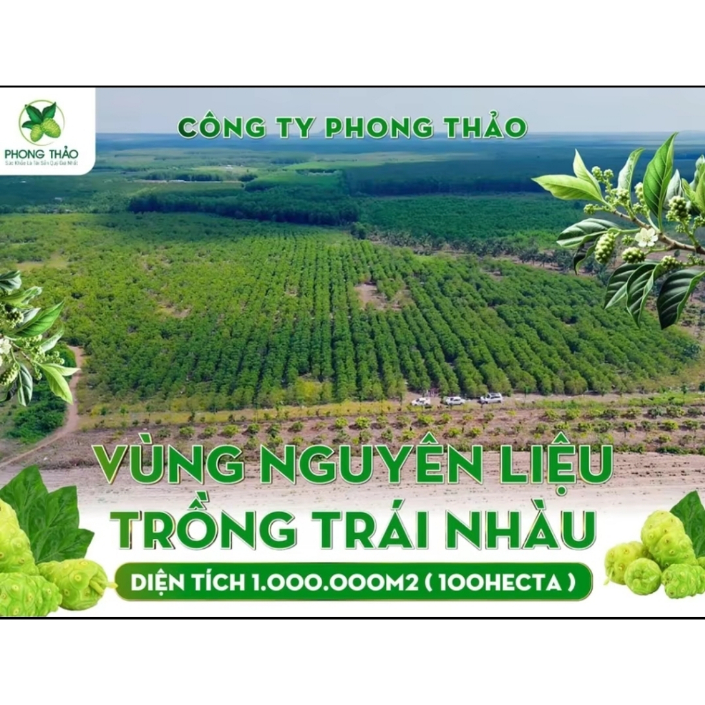 Nước cốt nhàu nguyên chất Noni Gold chai 1 lít
