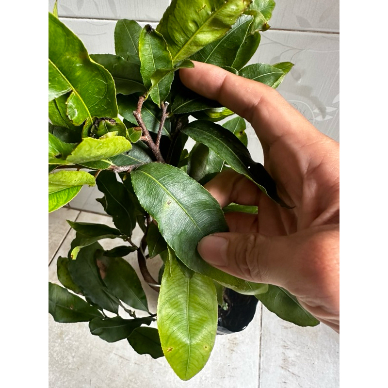 -Hoa mai Cúc Hoàng Đế(Cúc nhuỵ đỏ)_cây chơi tết
