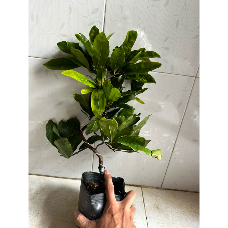 -Hoa mai Cúc Hoàng Đế(Cúc nhuỵ đỏ)_cây chơi tết