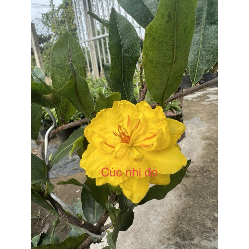 -Hoa mai Cúc Hoàng Đế(Cúc nhuỵ đỏ)_cây chơi tết