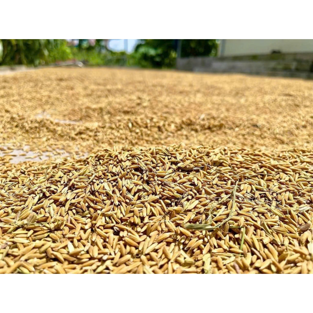 GẠO LÀI CAMPUCHIA Bungsabư loại lúa 6 tháng - Túi 10kg - Dẻo , thơm , cơm nguội vẫn mềm