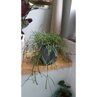 Chậu treo Hoya Retusa - Lá độc đáo, decor siêu xinh - không hoa sẵn - |Vườn Như Ngọc|