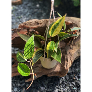 Chậu treo Hoya Macrophylla Albovariegata - Không có hoa sẵn, decor đẹp, dễ chăm sóc - |Vườn Như Ngọc|