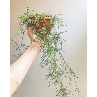 Chậu treo Hoya Retusa - Lá độc đáo, decor siêu xinh - không hoa sẵn - |Vườn Như Ngọc|