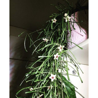 Chậu treo Hoya Retusa - Lá độc đáo, decor siêu xinh - không hoa sẵn - |Vườn Như Ngọc|