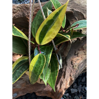 Chậu treo Hoya Macrophylla Albovariegata - Không có hoa sẵn, decor đẹp, dễ chăm sóc - |Vườn Như Ngọc|