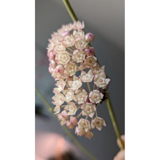 Chậu treo Hoya Macrophylla Albovariegata - Không có hoa sẵn, decor đẹp, dễ chăm sóc - |Vườn Như Ngọc|