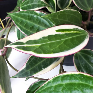 Chậu treo Hoya Macrophylla Albovariegata - Không có hoa sẵn, decor đẹp, dễ chăm sóc - |Vườn Như Ngọc|