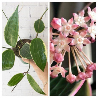Chậu treo Hoya Macrophylla Albovariegata - Không có hoa sẵn, decor đẹp, dễ chăm sóc - |Vườn Như Ngọc|