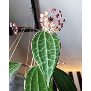 Chậu treo Hoya Macrophylla Albovariegata - Không có hoa sẵn, decor đẹp, dễ chăm sóc - |Vườn Như Ngọc|