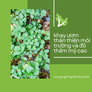 Khay ươm hạt giống 108 lỗ - nhựa dày, chịu nhiệt, phù hợp ươm: rau cải, xà lách, rau ăn lá