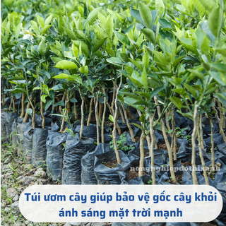 Túi Ươm Cây Giống, Bọc Bầu Ươm NiLon Đen, Đủ Các Kích Thước (5x11, 6x12,...,25x40) - [BÁN LẠNG]