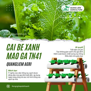 Cải Bẹ Xanh Mào Gà TN41 (100gr) Trang Nông, hạt giống nảy mầm tốt, năng suất cao, trông quanh năm