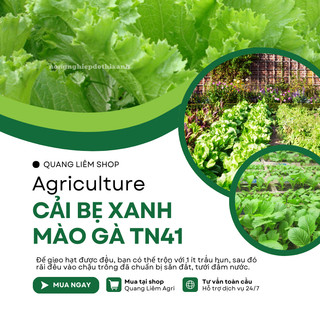 Cải Bẹ Xanh Mào Gà TN41 (100gr) Trang Nông, hạt giống nảy mầm tốt, năng suất cao, trông quanh năm