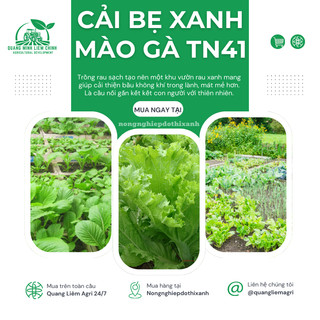 Cải Bẹ Xanh Mào Gà TN41 (100gr) Trang Nông, hạt giống nảy mầm tốt, năng suất cao, trông quanh năm