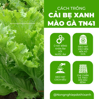 Cải Bẹ Xanh Mào Gà TN41 (100gr) Trang Nông, hạt giống nảy mầm tốt, năng suất cao, trông quanh năm