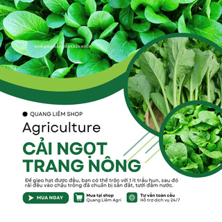 Hạt giống Cải ngọt Trang Nông (100gram), hạt giống nảy mầm tốt, năng suất cao, trông quanh năm