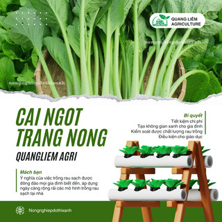 Hạt giống Cải ngọt Trang Nông (100gram), hạt giống nảy mầm tốt, năng suất cao, trông quanh năm